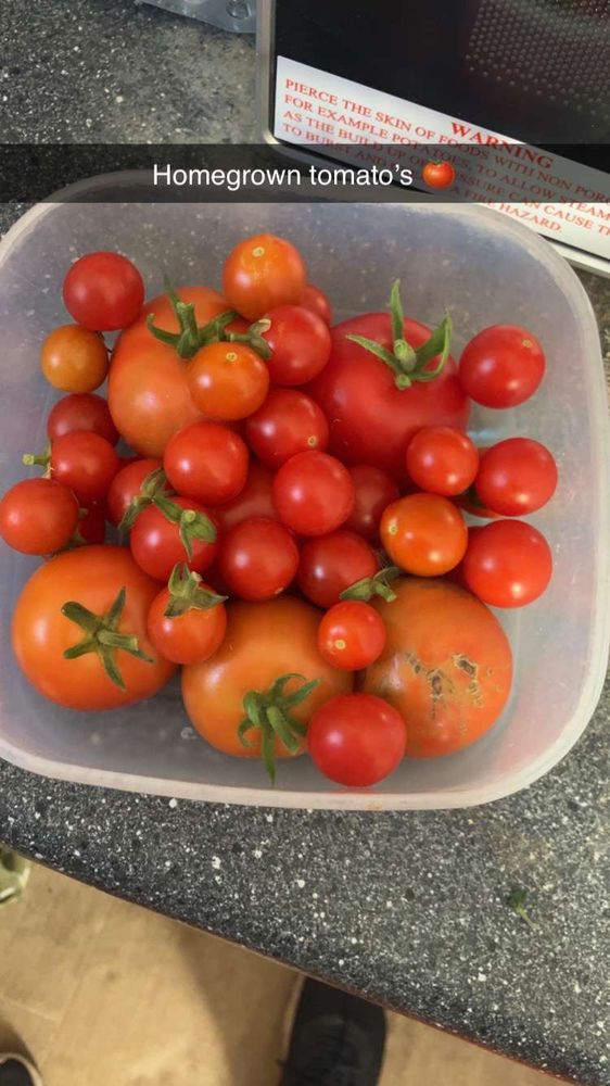 A plastic bowl on a kitchen side surface with a selection of tomato’s of different sizes in a few different shades of red. some with the little green plant tops fresh from picking 