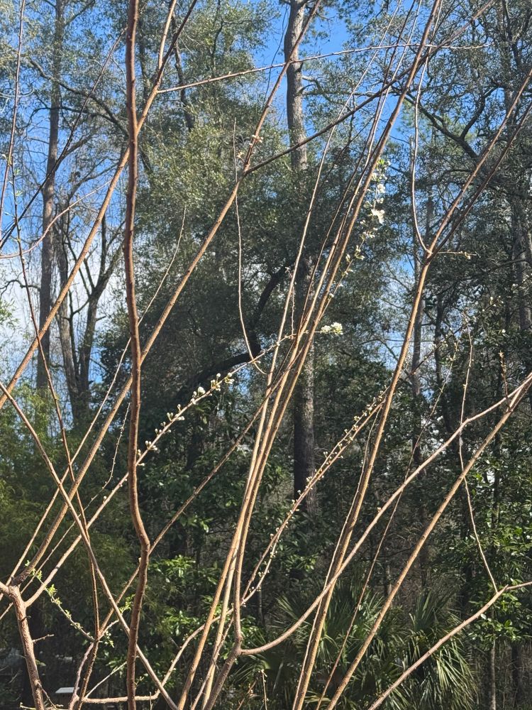 Budding and flowering branches on a Florida plum tree 