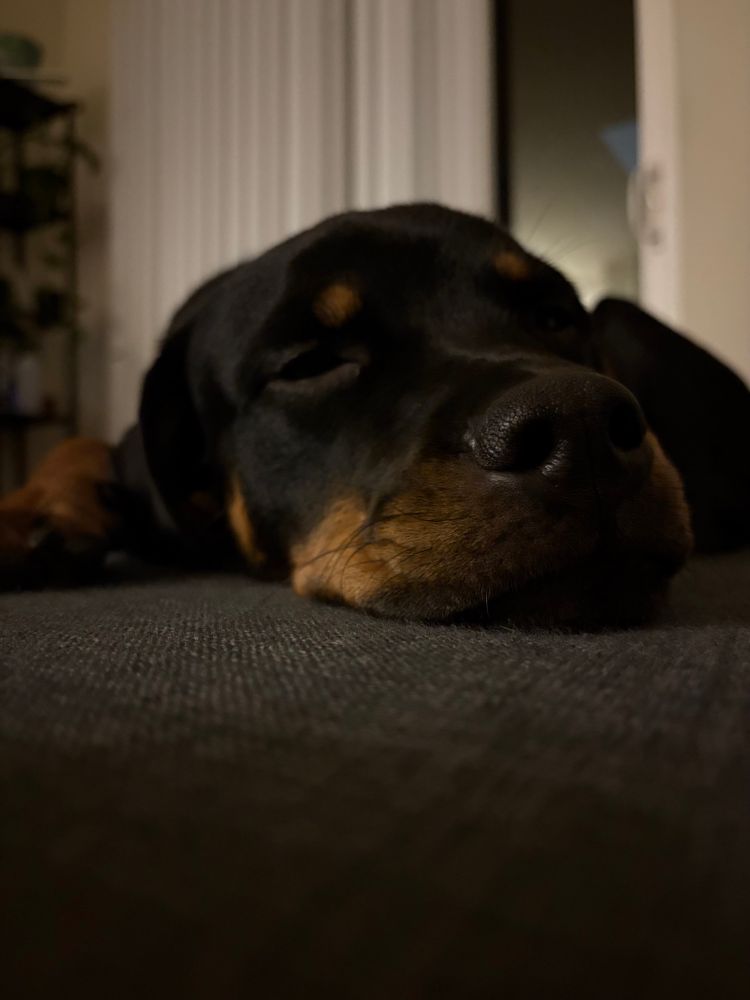 Puppy Rottweiler sleeping on couch