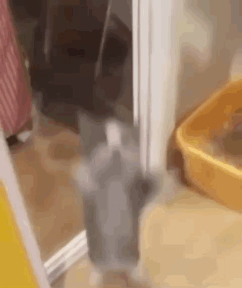 a gray kitten is standing next to a yellow litter box .