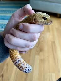A cute leopard gecko being held in a hand like one may wield a banana