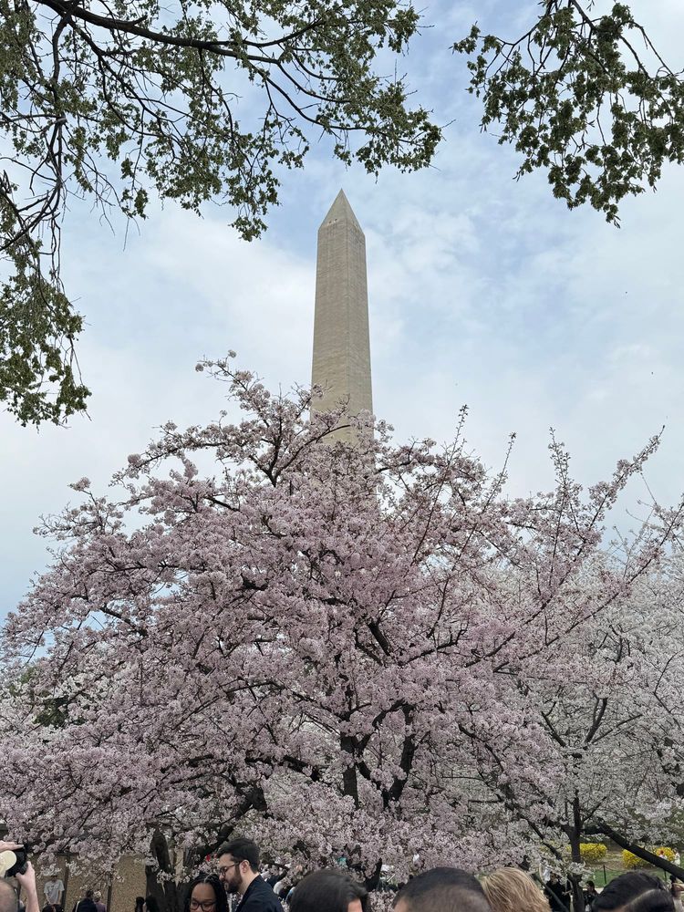 Cherry blossom trees with Washington monument in background