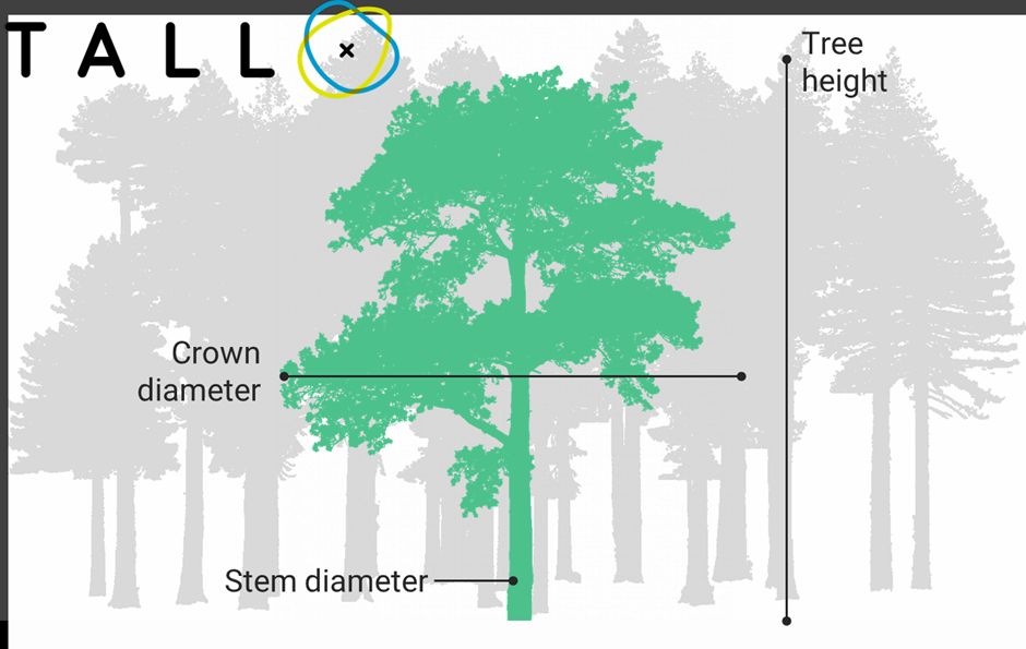 Schematic diagram showing the major axes of tree crown architecture