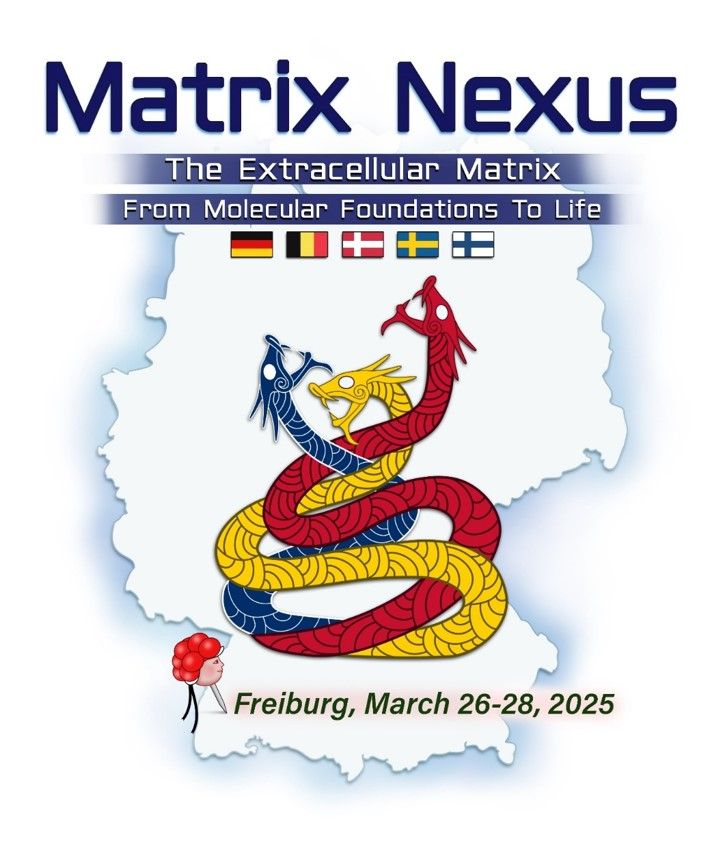 Flyer for the annual meeting of the German Society for Matrix Biology: Matrix Nexus - The Extracellular Matrix: From Molecular Foundations To Life. The flags of Germany, Belgium, Denmark, Sweden and Finland are shown on the outline of Germany, three intertwined snakes/dragons in red, yellow, and blue are looking up to the title, and a pin indicates the location of Freiburg, where the meeting will be held 26.03.-28.03.2025.