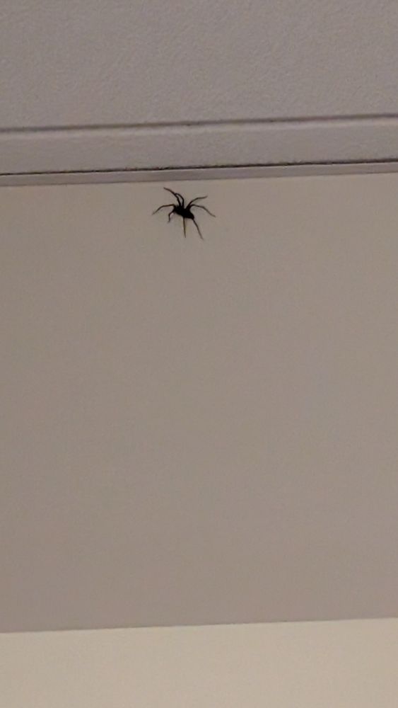Enormous PNW house spider on the wall, looking for love