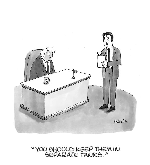 New Yorker Panel:
A White House aid is standing in front of Trump's desk. The aide says "You should keep them in separate tanks."