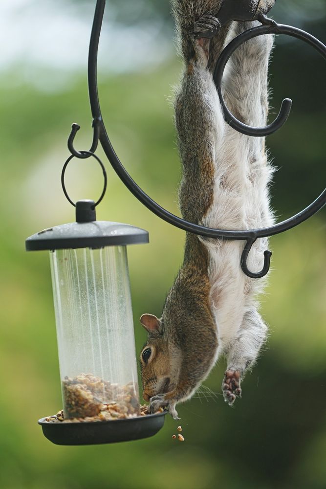Squirrel hanging upside down to reach some bird seed