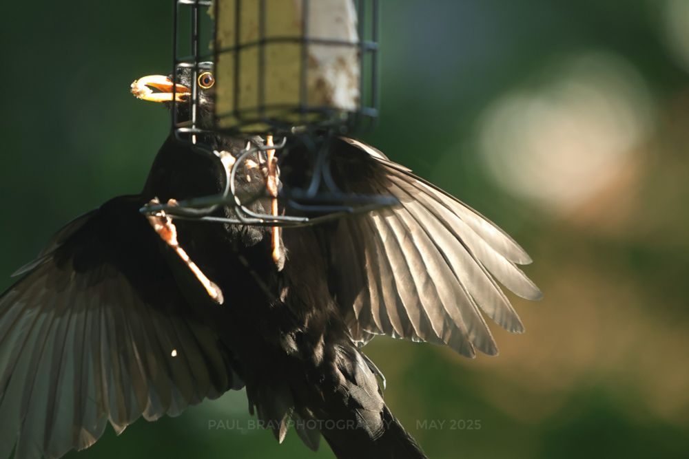 Blackbird taking food from a feeder looks straight at the camera, eye framed by the wire mesh.