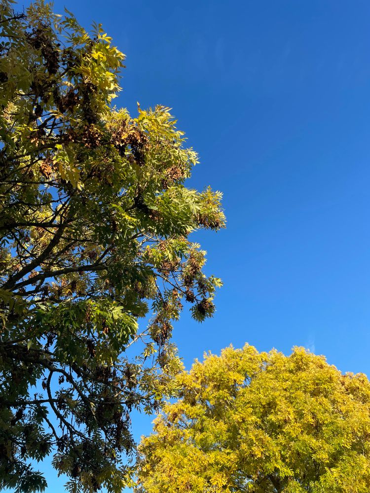 Two trees with golden leaves, contrasted against a deep blue sky 
