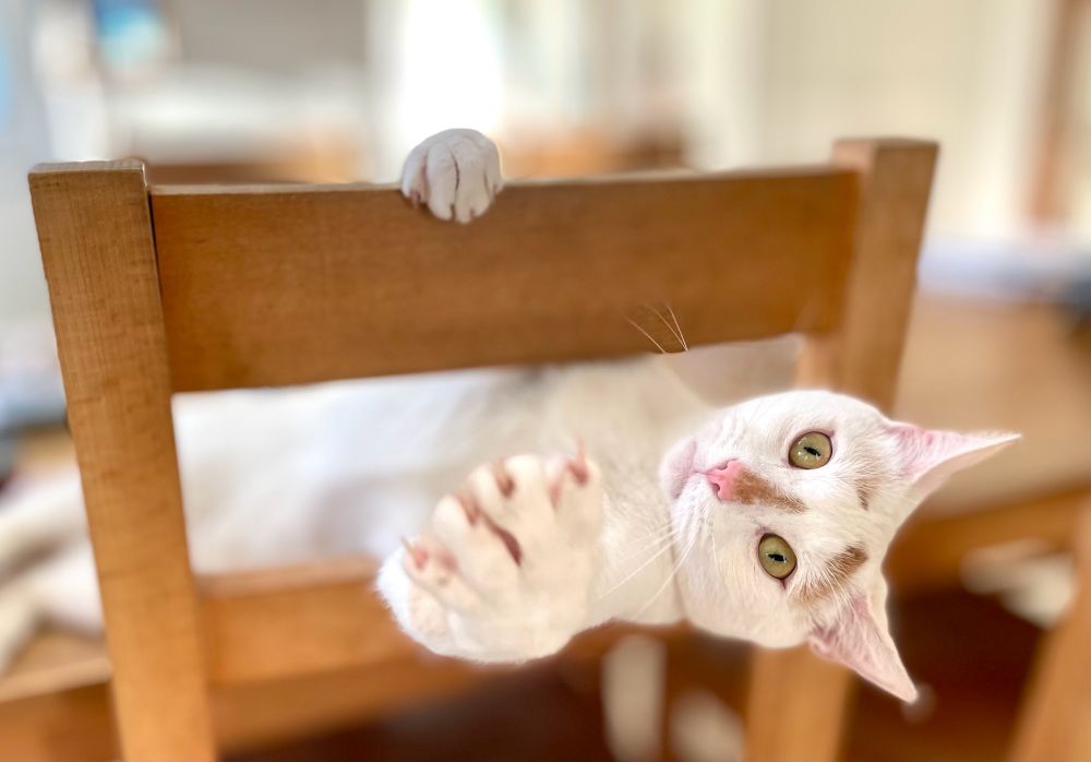 A white cat with ginger markings holding onto a chair back and swiping with one paw at the camera 