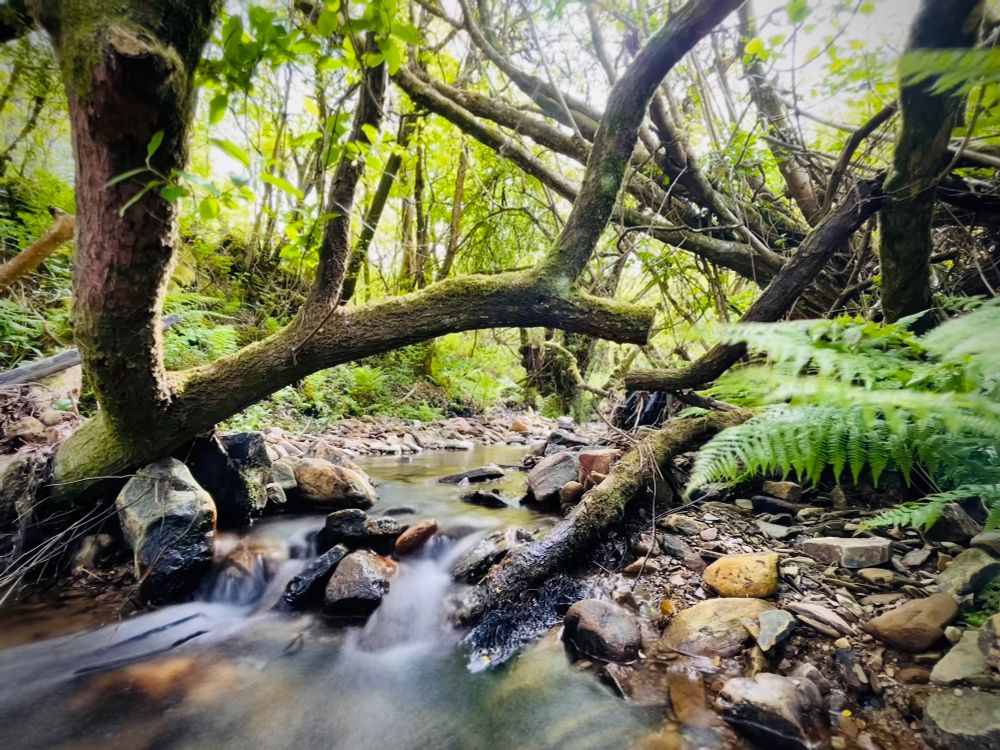 A small stream flowing under moss-covered trees and bracken fronds. 
