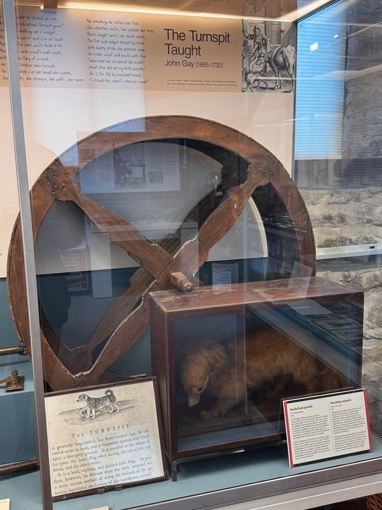 the right side with a turnstile and taxidermy turnspit dog, an antique card describes the breed (slightly modernised transcript):

The Turnspit

The Turnspit is generally long-bodied, has short crooked legs, its tail curled upon its back, and is frequently spotted with black upon a blue-grey ground.
It is peculiar in the colour of its eyes; the same dog often having the iris of one eye black, and the other white.
It is a bold, vigilant, and spirited little dog.
At present, however, its services seem but little attended to, a more certain method of doing the business of the spit having superseded the labours of this industrious animal.
