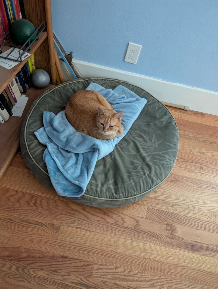 An orange tabby on a light blue blanket on top of a large, green, circular dog bed. The bed is on a hardwood floor in front of a bookcase.

The cat looks smug because he is keeping th dog off its own bed.