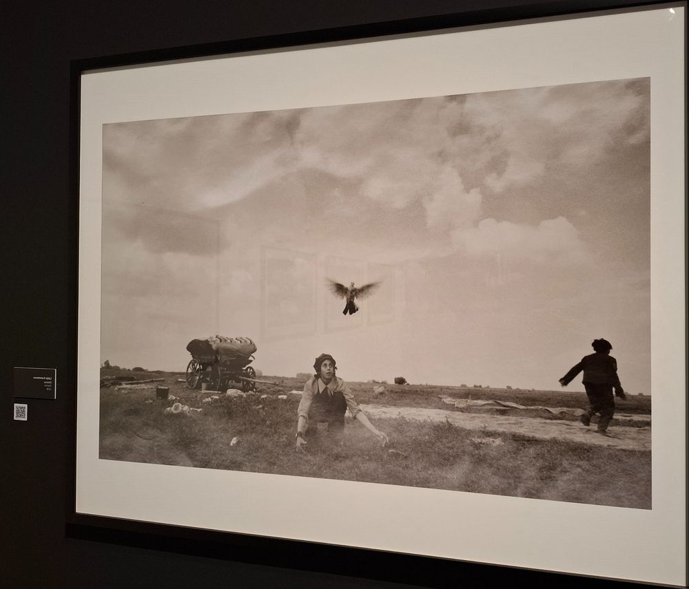 Fotografía mostrada en la exposición "Leica. Un siglo de fotografía"
"Gypsies" de Ljalja Kuznetsova (1978)  
Qué cara de pillo. ¿Posado disimulado o sorpresa genuina? ¿Ha soltado la paloma o ha fallado en atraparla? La libertad, el carromato zíngaro, la ancha pradera, la carrera, paloma al vuelo. He cometido el delito de poner la foto volteada, mil perdones