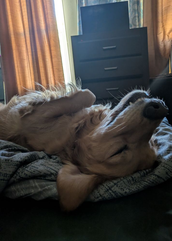 Golden retrie belly up 