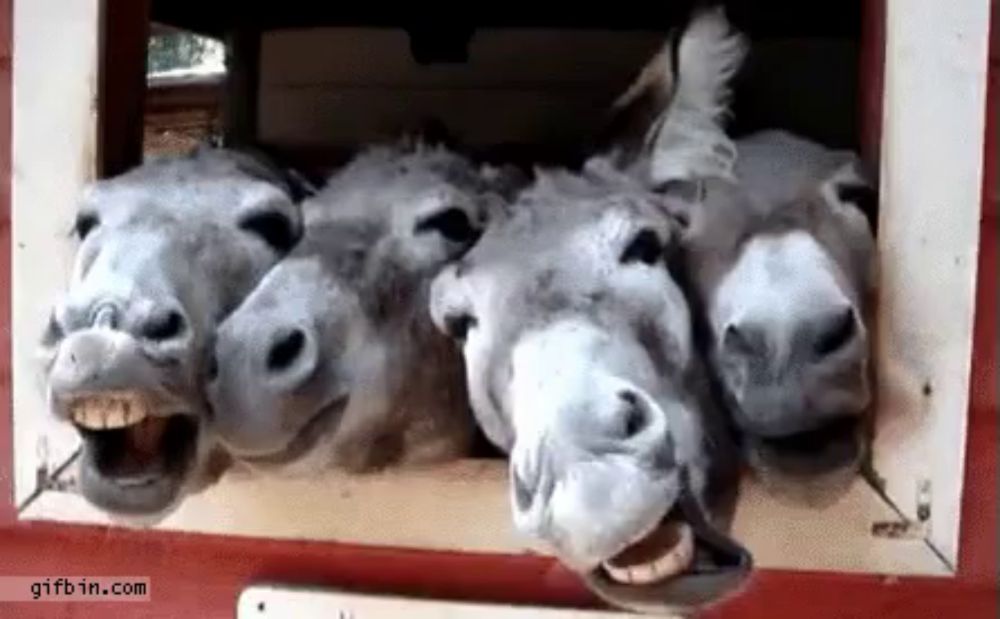 Laughing Donkeys GIF