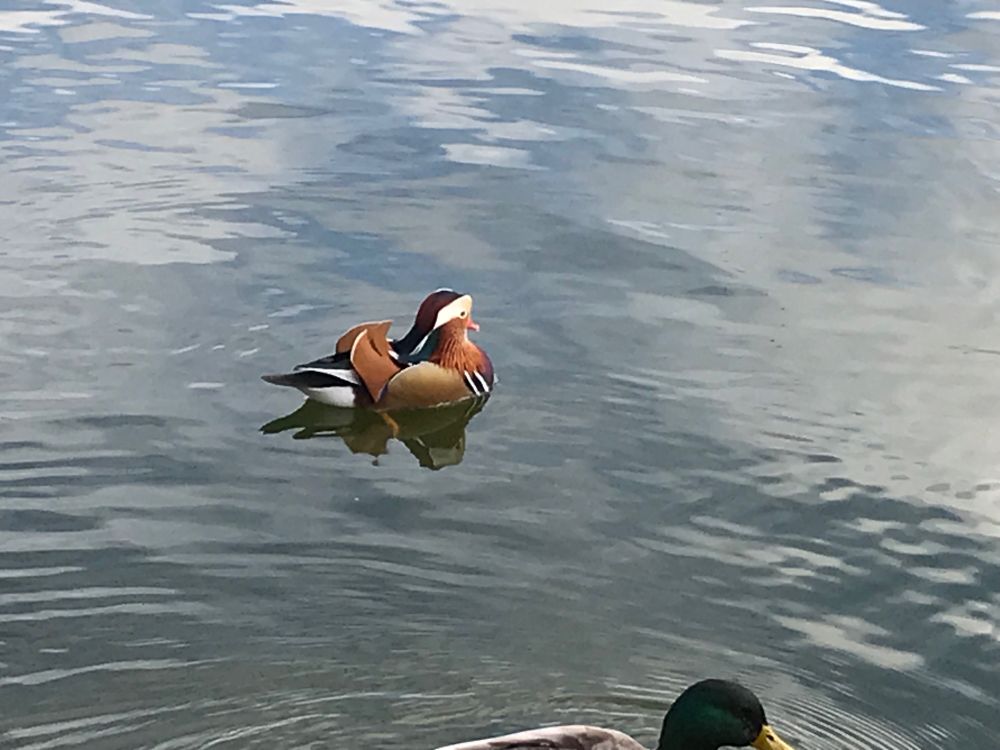 A male mandarin duck floating regally in the water, it has sharp features and is a mosaic of oranges and blues
