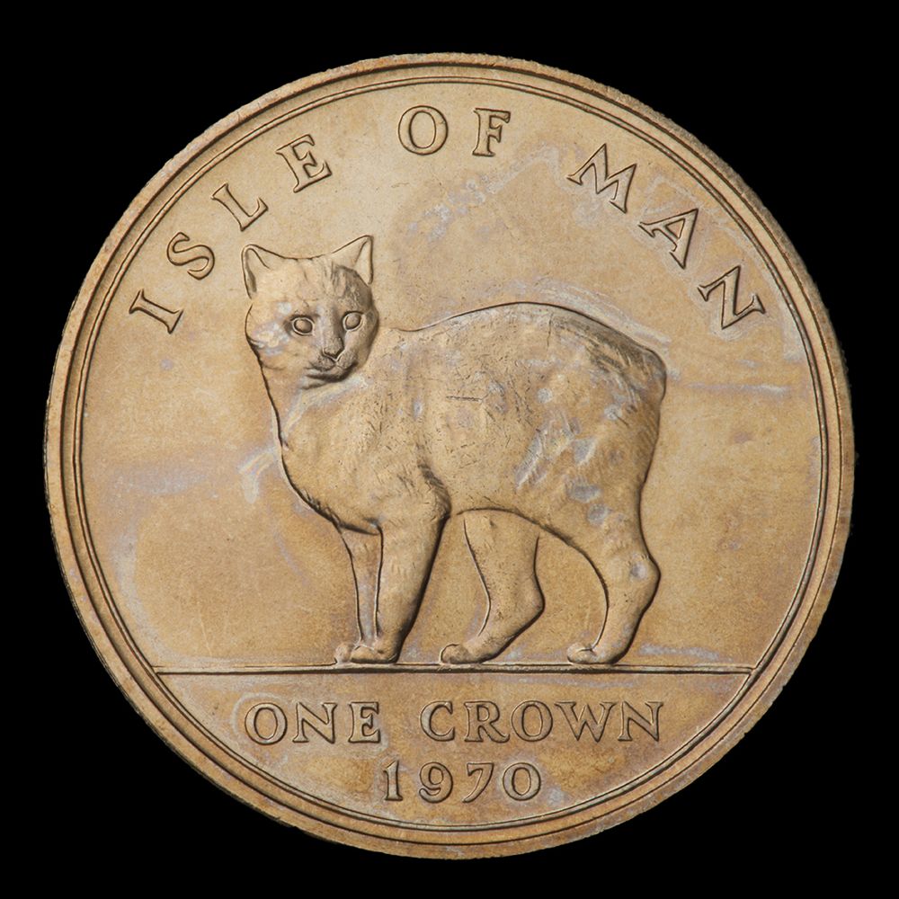 Pièce de monnaie dorée montrant un chat domestique sans queue. 