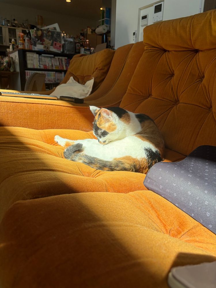 The tricolor cat, now fully in the sunbeam, grooming herself. 
