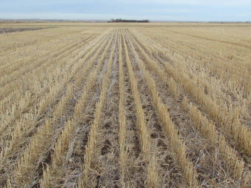 A field of wheat after harvest showing stalks about 6" long left as "stubble" to protect from erosion. Dead plant litter lays on top of the soil