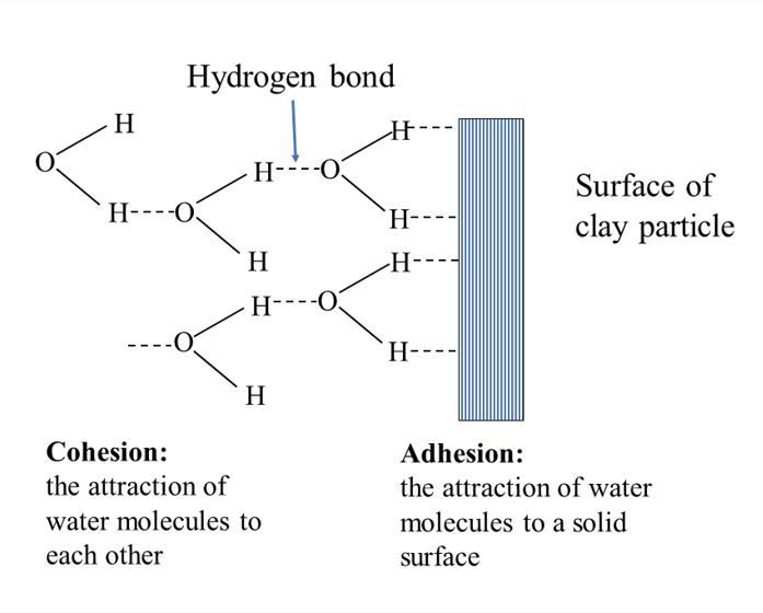 A diagram showing water molecules bonded to each other and clay particles in soil. Underneath are the words cohesion: the attraction of water molecules to each other and adhesion: the attraction of water molecules to a solid