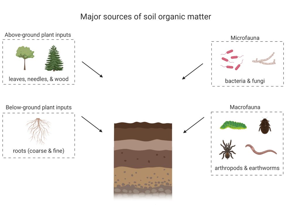Major sources of inputs that form soil organic matter. The types and quantities of inputs vary with different ecosystems and land management practices. © Myrna Simpson. Figure created with BioRender (www.biorender.com).   ALT infographic showing the major sources of soil organic matter: leaves, needles and wood; bacteria & fungi; arthropods & earthworms; roots (coarse and fine)