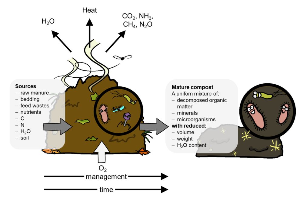 An infographic showing the sources for compost: manure, bedding, feed wastes. In the middle is a pile of compost showing microorganisms inside, and arrows showing the flow of oxygen into the pile, and outflow of water, carbon dioxide, ammonia, and methane. On the right is the contents of mature compost: decomposed organic matter, minerals and microorganisms. The benefits are reduced volume and weight and good water content.
