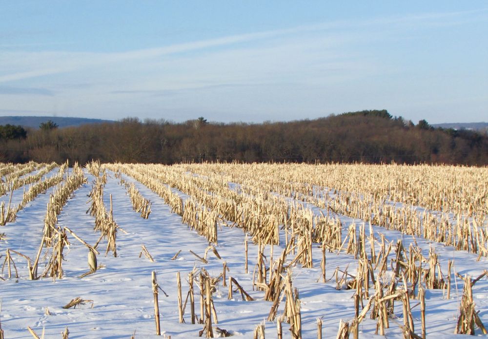 Snow-covered former corn field. The lower part of the stalks - stubble - about 8 inches tall, is in rows sticking up from the snow.