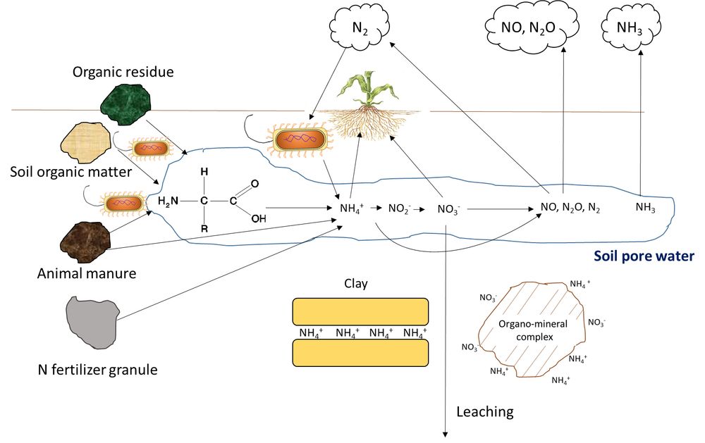Simplified version of the soil nitrogen cycle. Nitrogen is used by plants for many processes. Some plants can get their nitrogen from the air. Others rely on biological processes in the soil to free up nitrogen from organic matter and manure. In managed systems like farms, plants may need fertilizer to meet their nitrogen needs. © Joann Whalen, licensed under a CC BY (Attribution) license.