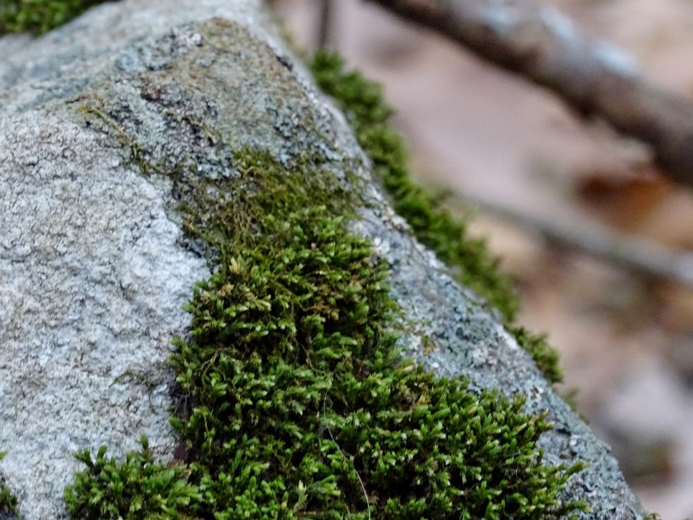 Large rock with thick moss growing on it