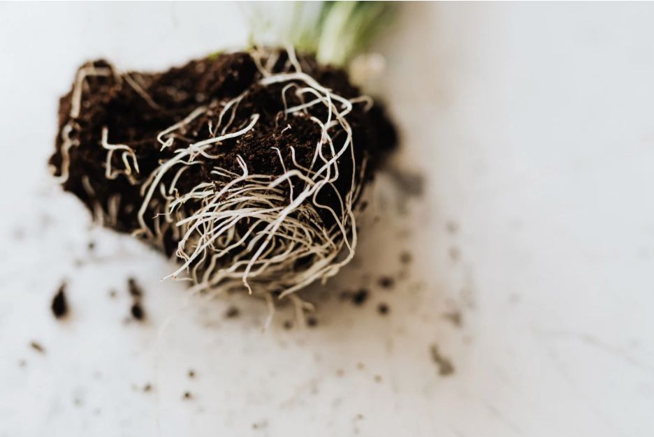 soil showing a mass of plant roots. green shoots come out of the top