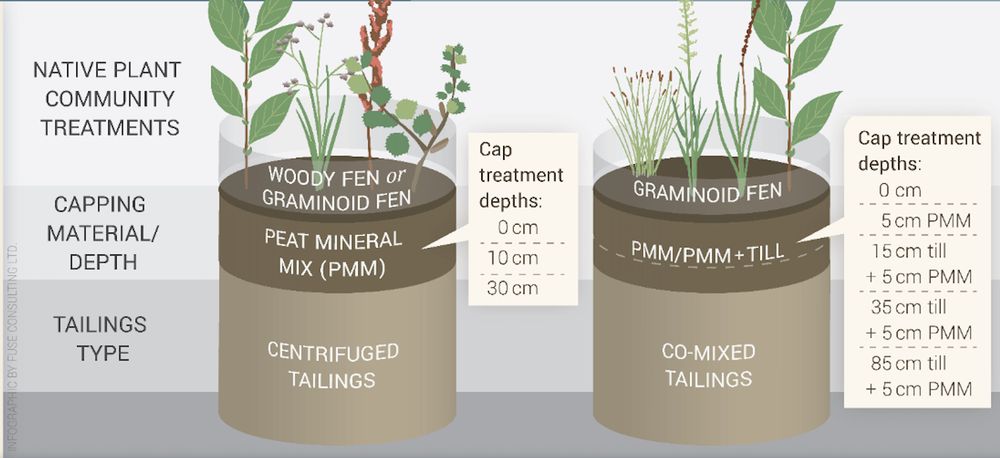 Image description: Graphic showing cylinders of soil with two types of tailings tested in a recent study. Each column shows: (1) the type of native plant community tested (woody fen or graminoid fen on right, graminoid fen on left), (2) the capping material (peat mineral mix or a mixture of peat mineral mix and till), and (3) depth used for the tailings tested in the study (ranging from 0cm to 85cm). Infographic by Fuse Consulting LTD.