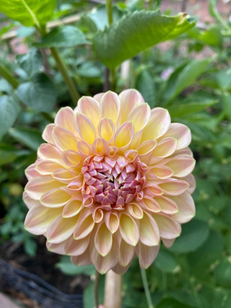 A beautiful ball dahlia with pale peachy-pink petals shading to yellow, with a lavender center