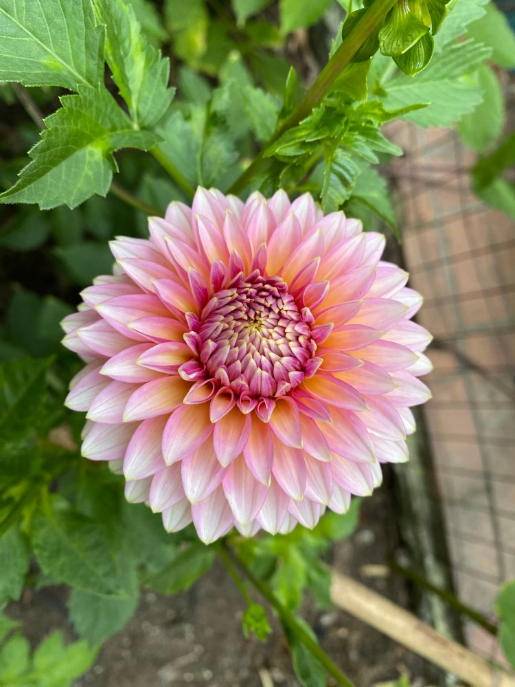 A Bloomquist Mojo dahlia flower, with pointy pale pink petals shading to darker pink at the middle and some peachy/yellow highlights in the center.