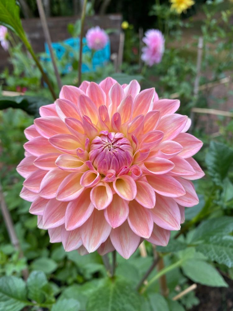 A gorgeous formal decorative dahlia bloom in shades of pink and peach.