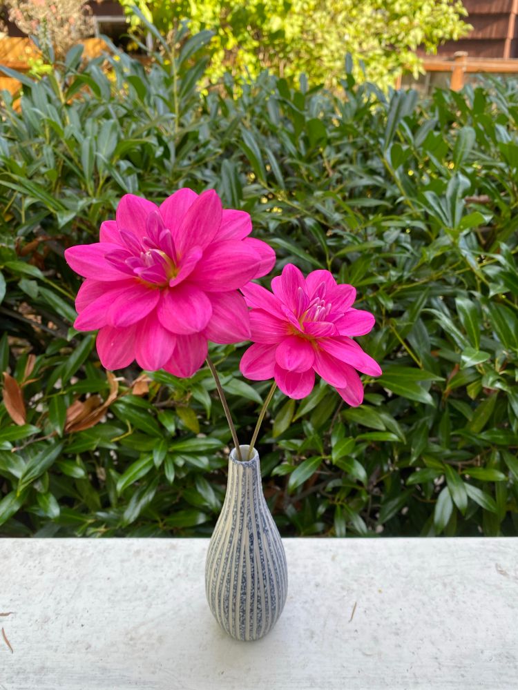 Two hot pink waterlily-style dahlias are in a blue and white striped vase with a narrow neck. The vase is sitting on a white surface and the background is various shades of leafy green.