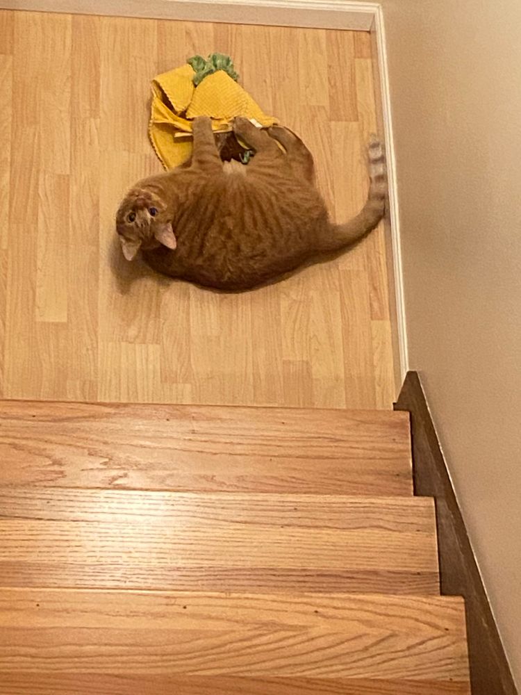 An orange cat bunnykicks the shit out of a taco costume