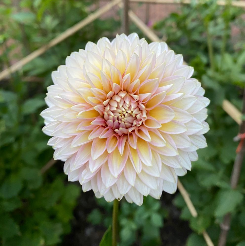 Another bloom from the same Bloomquist Mojo plant. It looks identical but the petals are white, shading to blush at the center and with the same yellow/peachy highlights.