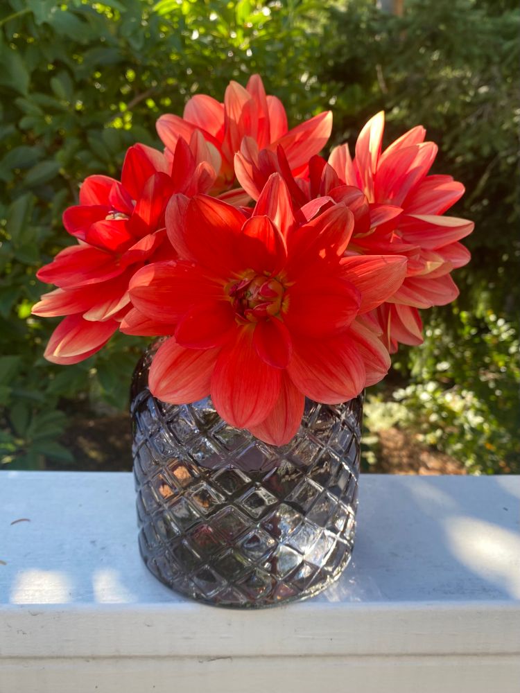 A bouquet of large red waterlily-style dahlias in a smoky glass vase sits on a white railing. Pretty sure these are Patricia Ann’s Sunset.