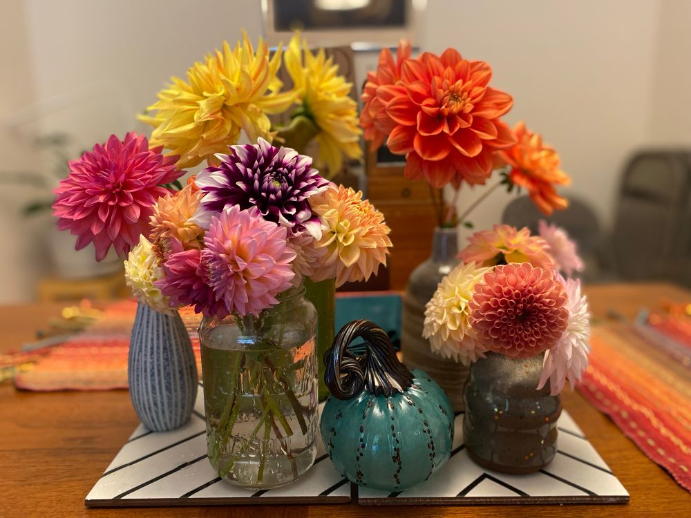 Several arrangements of dahlias sit in vases on top of some black and white tiles on a table. Too many varieties to name but all the colors of the rainbow, pretty much. There is also a real glass pumpkin, because why not.