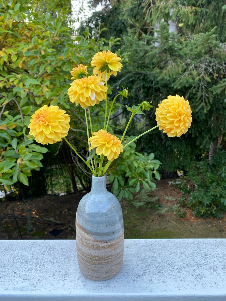 Some small yellowy-orange dahlias in a stripey bud vase.