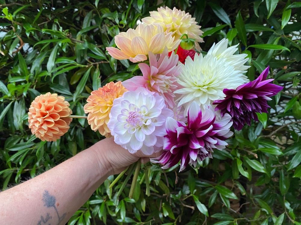 A disembodied arm holds a mixed bouquet of maybe a dozen dahlias against a green hedge