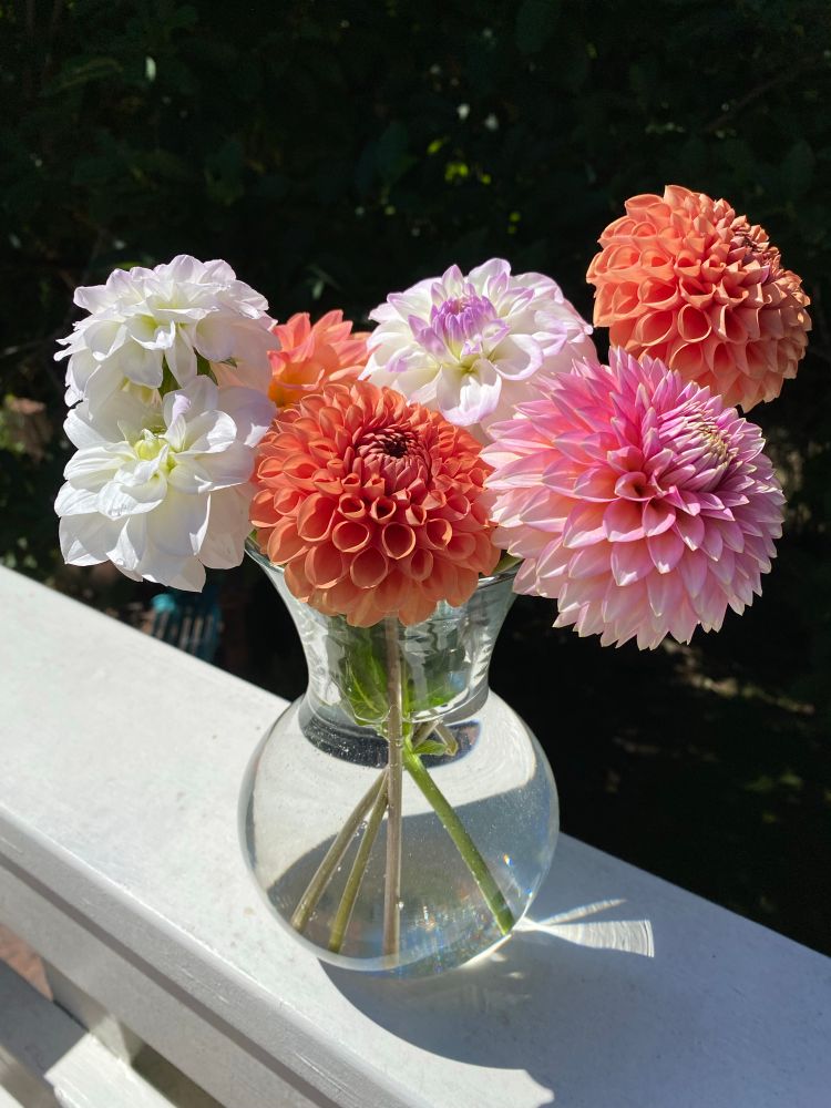 A bouquet of orange, pink, and white/lavender dahlias in a glass vase on a white railing. Pink: Bloomquist Mojo White/lavender: midnight Moon Dark orange: was mystery tuber but maybe Cornel Bronze? Light orange in the back: Lark’s Ebbe