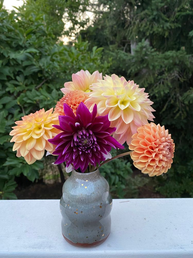 A bunch of orange/yellow/peach dahlias and a purple dahlia with some white spots in a shiny gray vase with gold flecks. Varieties include Oregon Sunset, Miss Amara (I think), Larks Ebbe, and what might be Cornel Bronze. I am unsure what variety the purple one is.
