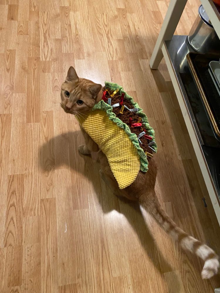 An orange cat wears a taco costume