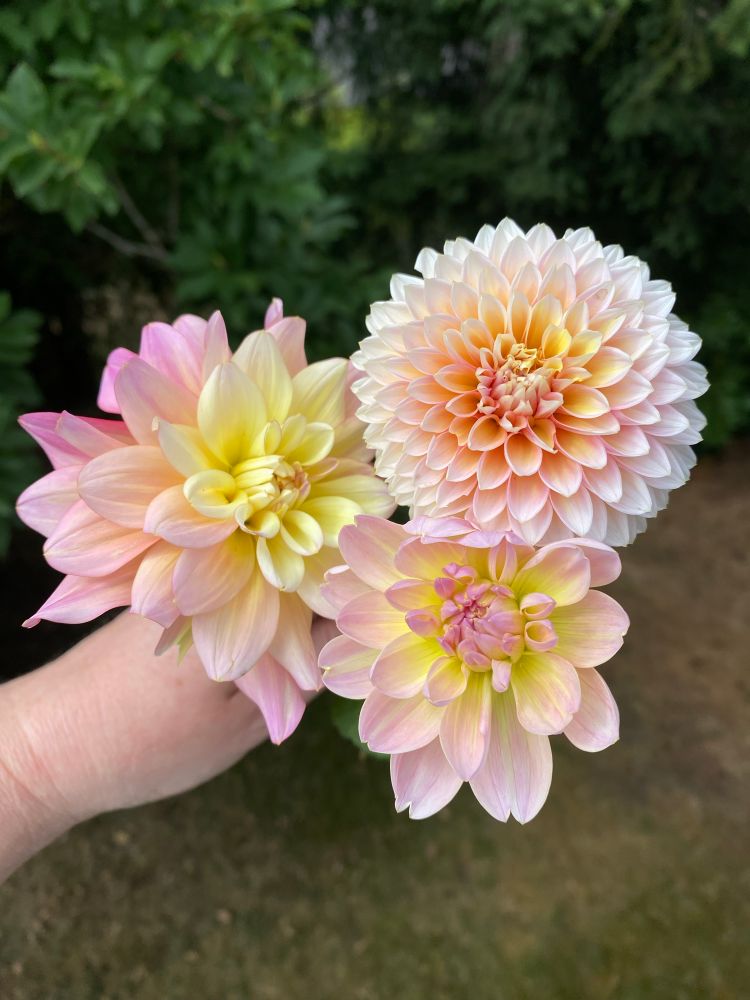 A disembodied hand holds three dahlias that are all pink shading toward yellow at the center. On left is Bahama Mama, center is Bliss, right is Bloomquist Mojo (I think it may be a chimera or sport because this color is ALL WRONG and not the first bloom on this plant where that has happened).