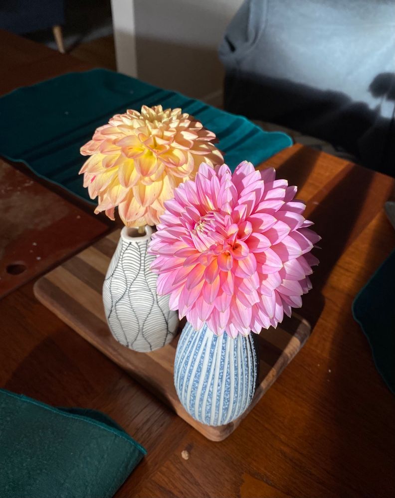 Two dahlias in vases on a table are illuminated by sunlight coming in through the window. The dahlia on the left is Lark’s Ebbe; it is peachy with pink edges and is in a white and black vase. The dahlia on the right is Bloomquist Mojo; it is medium pink with some orangey highlights and many pointy petals, and is in a blue and white striped vase.