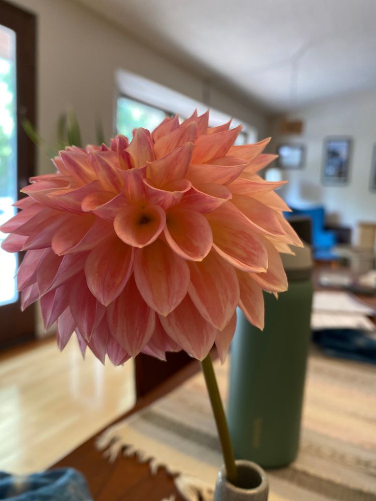 Side view of the stunning dahlia I posted earlier