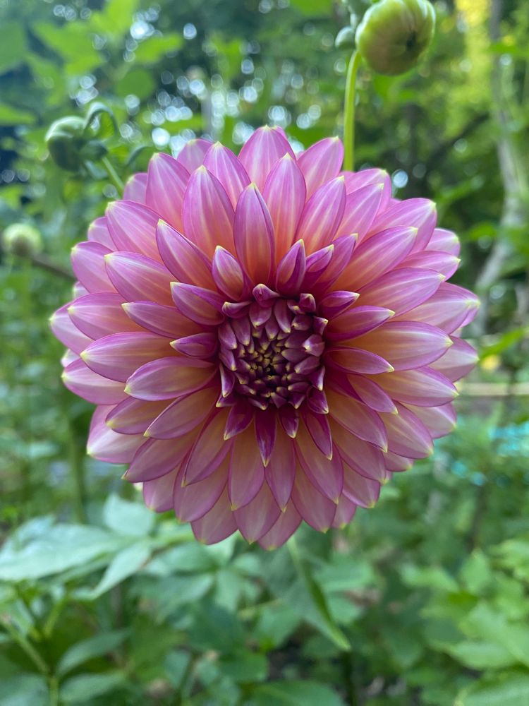 A stunning pinky-purple dahlia with pointy petals and orange-gold highlights.