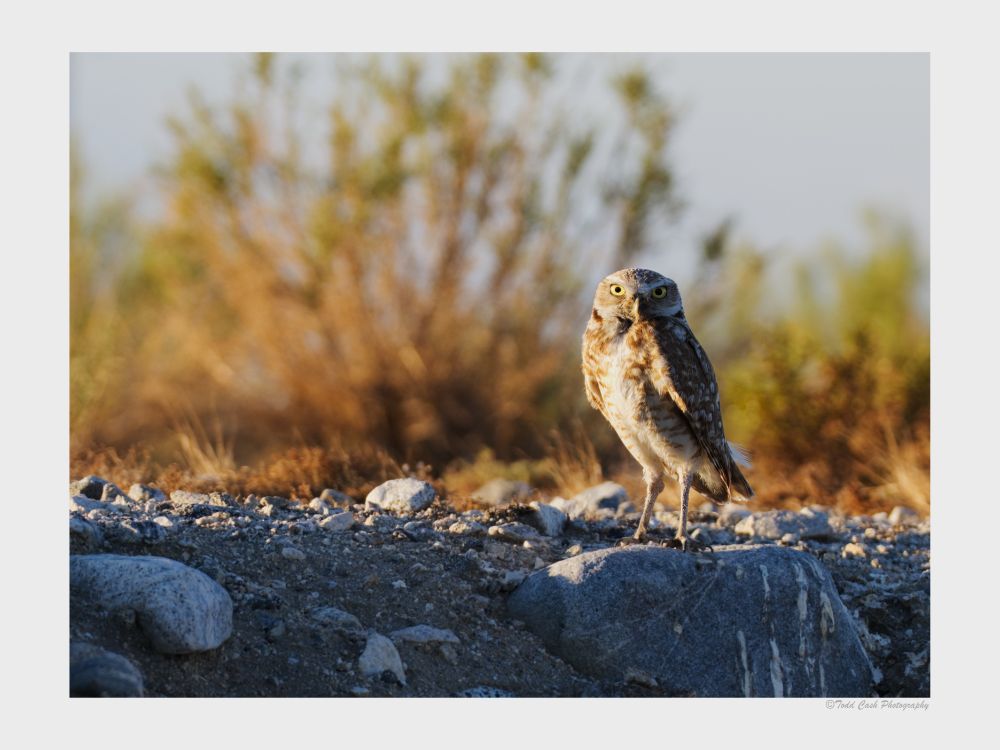 Burring owl standing on a rock in the early morning light.